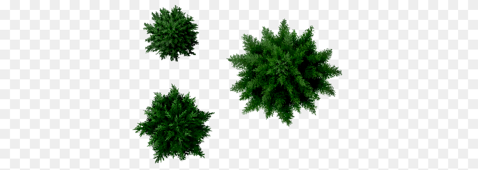 Conifers Tree Coniferous Tree Top, Conifer, Woodland, Vegetation, Plant Png Image
