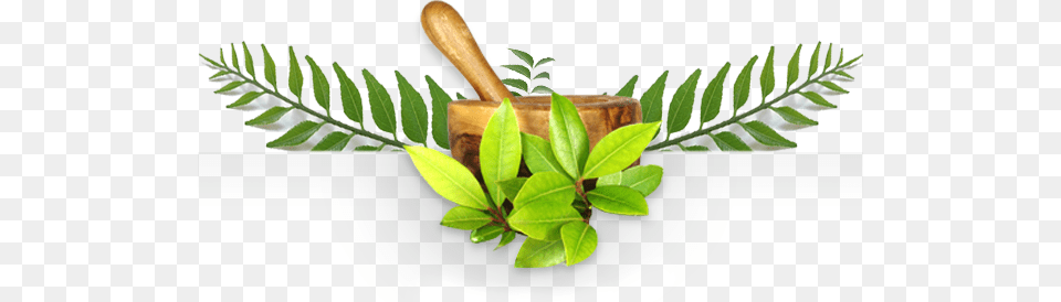 Connect To Us Ayurveda, Herbal, Herbs, Leaf, Plant Png