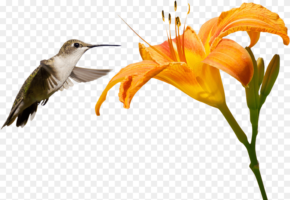 Connect With Us Rufous Hummingbird, Animal, Bird, Flower, Plant Free Transparent Png