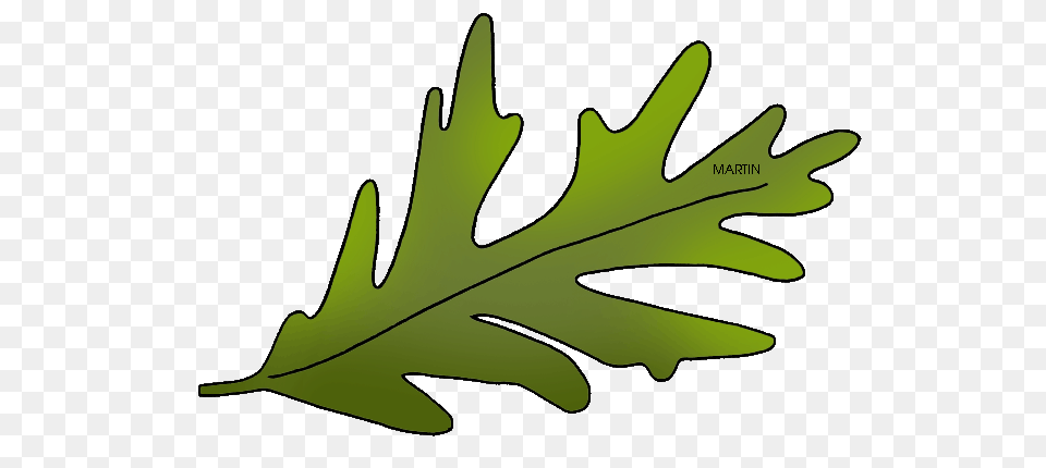Connecticut, Vegetable, Produce, Plant, Leafy Green Vegetable Png