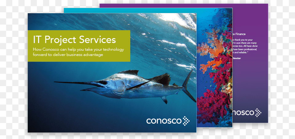 Conosco It Project Services Ebook, Animal, Sea Life, Fish, Shark Png