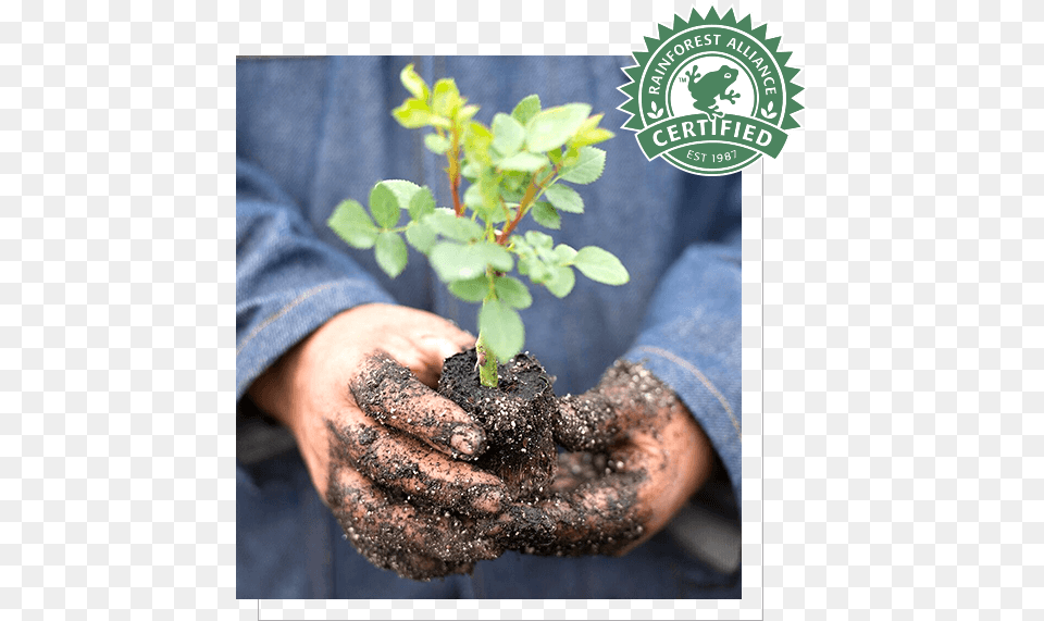 Conscious Growing Bonsai, Garden, Gardening, Nature, Outdoors Png