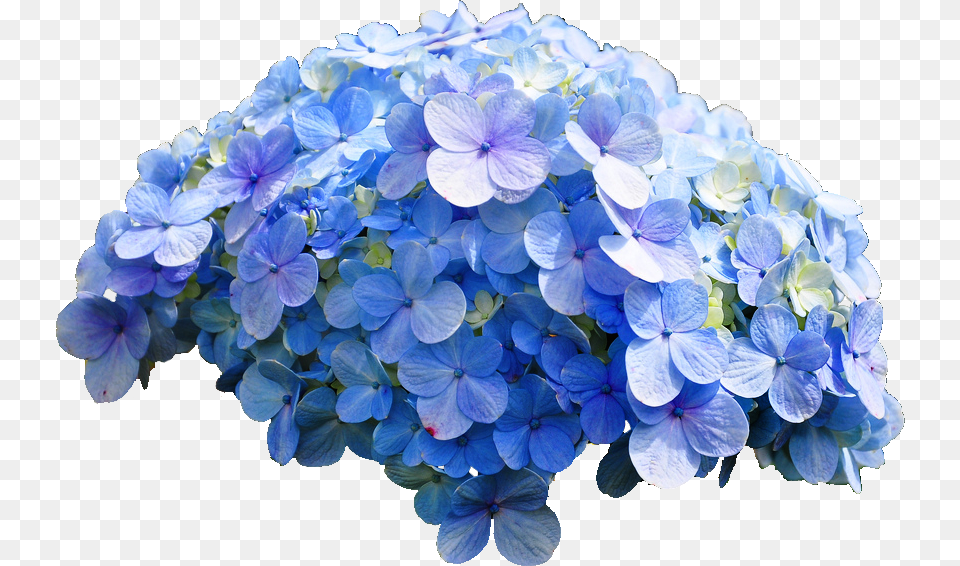 Consequintial Sequins In Sequence Blue Flower Hydrangea Transparent, Flower Arrangement, Flower Bouquet, Geranium, Plant Png