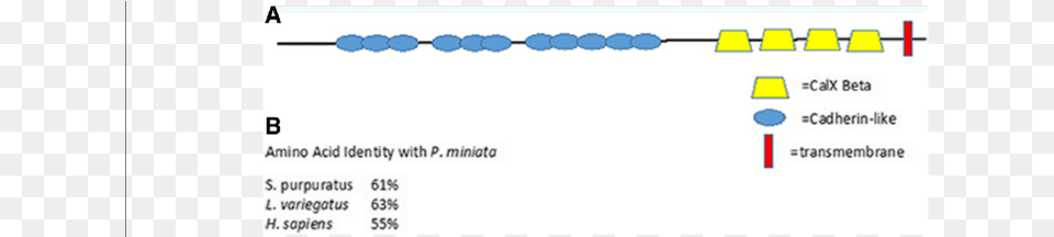 Conserved Structure Of Fremfras Proteins Found In Circle, Text Free Transparent Png