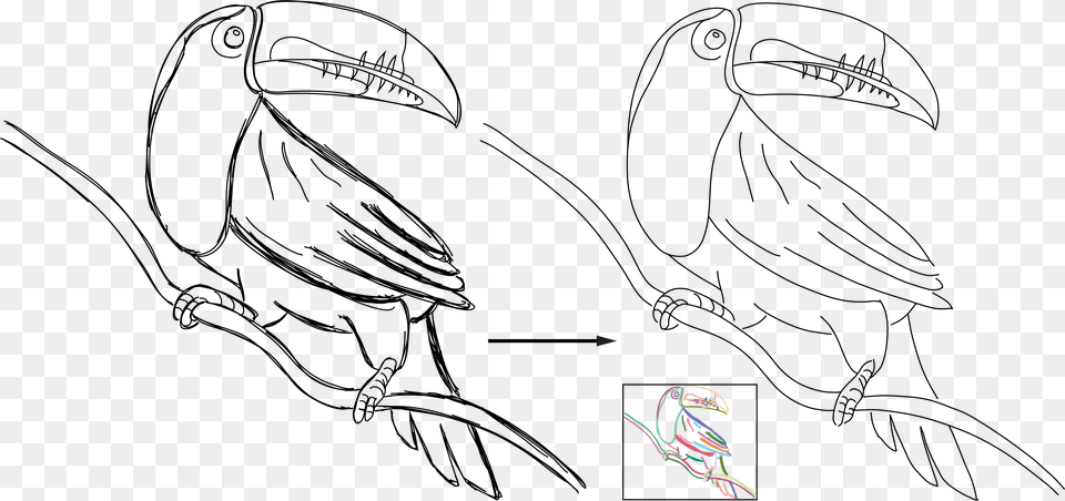 Consolidating Raw Sketches Into Artist Intended Curve Drawing, Animal, Beak, Bird, Art Png