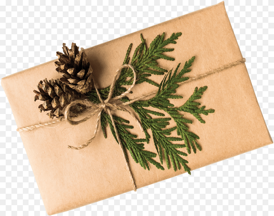 Construction Paper, Herbal, Herbs, Plant, Tree Png Image