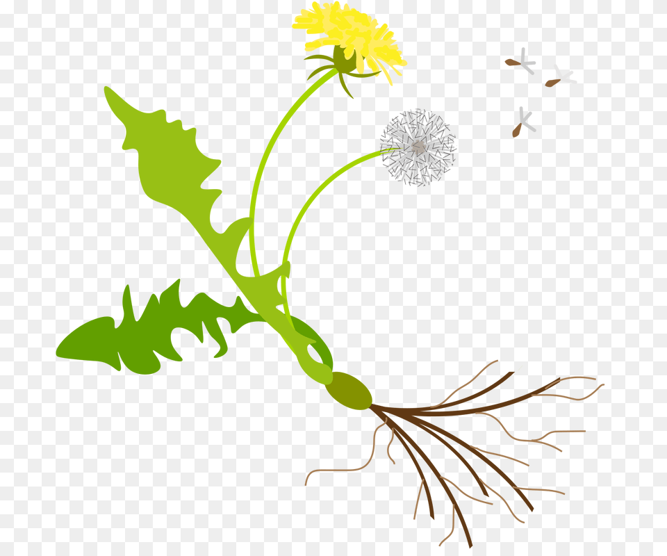 Contact, Flower, Plant, Dandelion Free Transparent Png