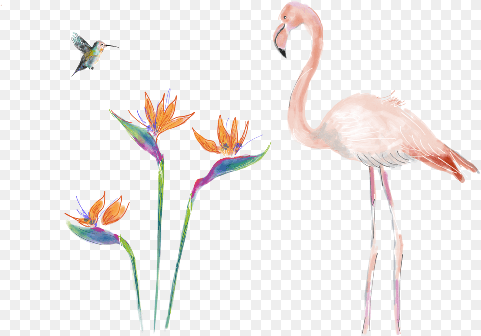 Contact Agathestsgmail Com Bird, Animal, Beak, Plant, Flamingo Free Transparent Png
