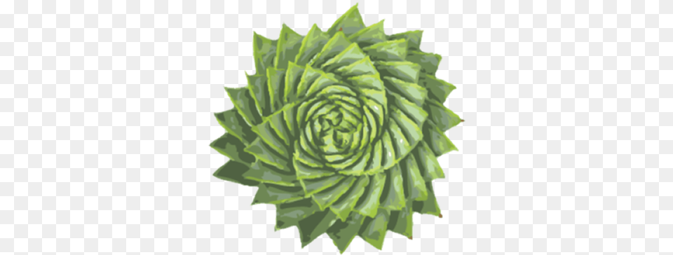 Contact Aloe Plant Spiral, Green, Leaf, Coil Free Png