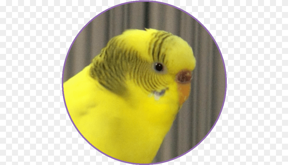 Contact Budgie, Animal, Bird, Parakeet, Parrot Free Png