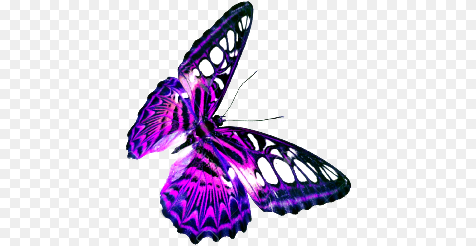 Contact Butterfly, Purple, Animal, Insect, Invertebrate Png Image