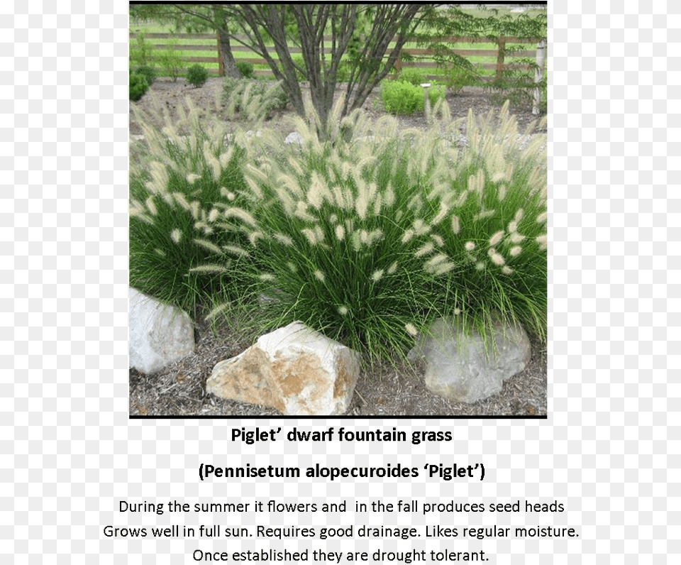 Contact Daddogg Lawn Care Today To Schedule An Appointment Hameln Dwarf Fountain Grass, Vegetation, Plant, Tree, Woodland Free Transparent Png