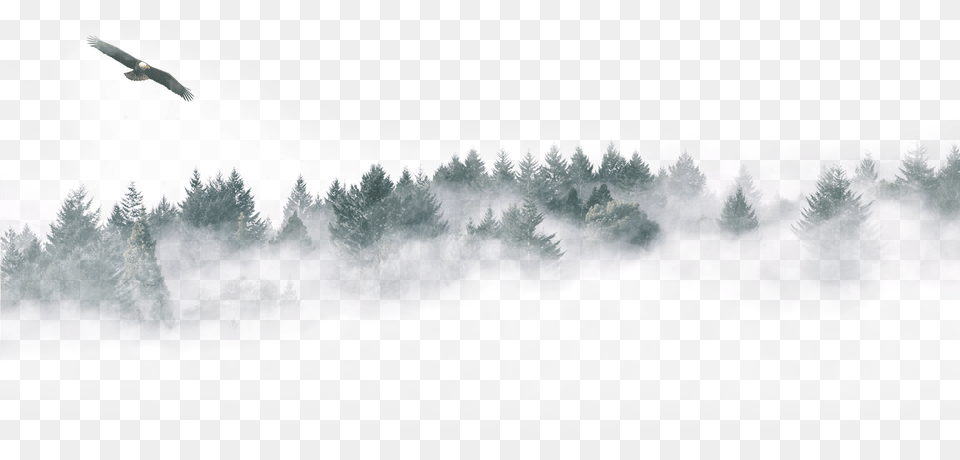 Contact Forest, Weather, Tree, Plant, Fir Png
