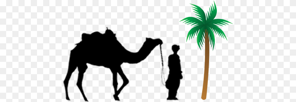 Contact Info Camel With Man, Palm Tree, Plant, Tree Free Png