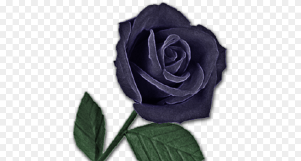 Contact My Black Rose Transparent Purple Black Rose, Flower, Plant Png Image