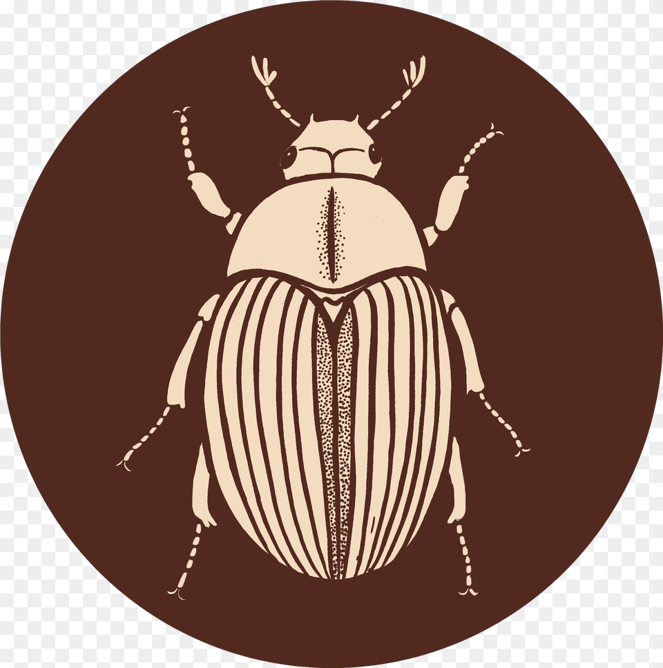Contact Parasitism, Animal, Person, Dung Beetle, Insect Png Image