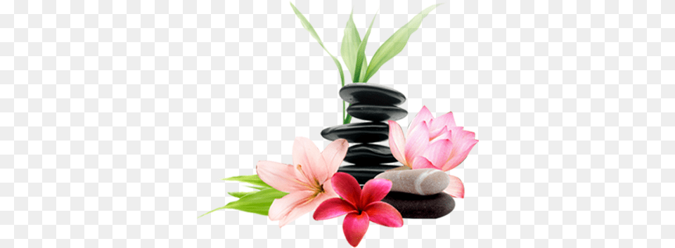 Contact Spa, Flower, Plant, Petal, Flower Arrangement Png Image