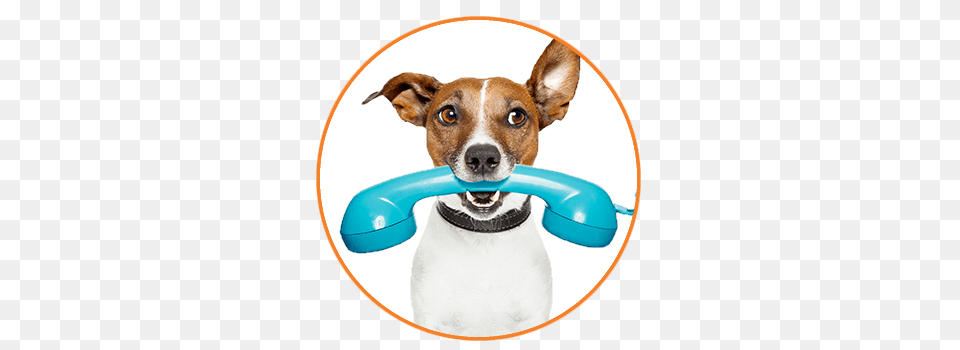 Contact The Best Dog Walking Pet Sitting Company Around, Animal, Canine, Mammal, Hound Free Transparent Png