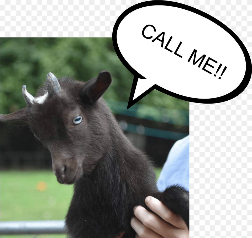 Contact Us, Livestock, Animal, Goat, Mammal Free Transparent Png
