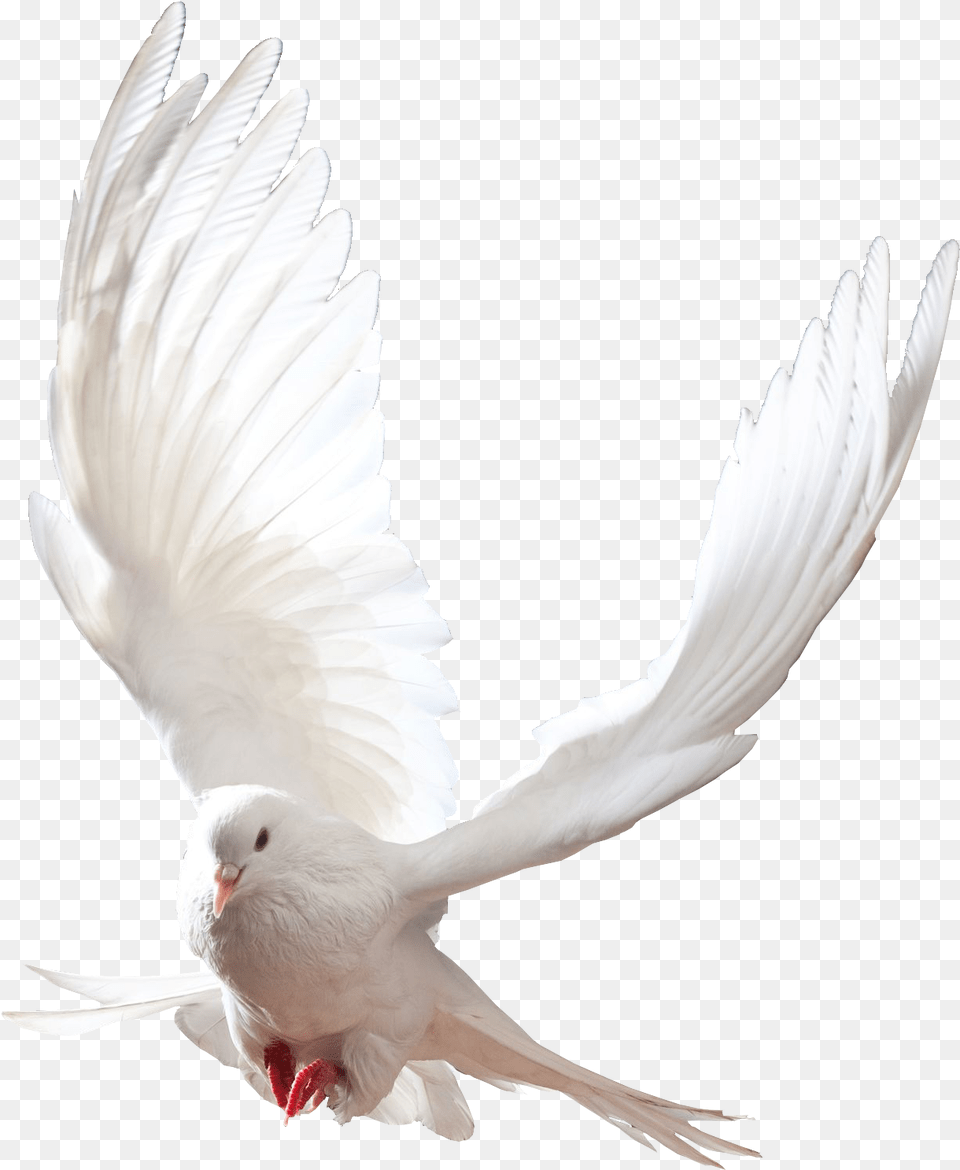 Contact Us De Pomba Branca Voando, Animal, Bird, Pigeon, Dove Png Image