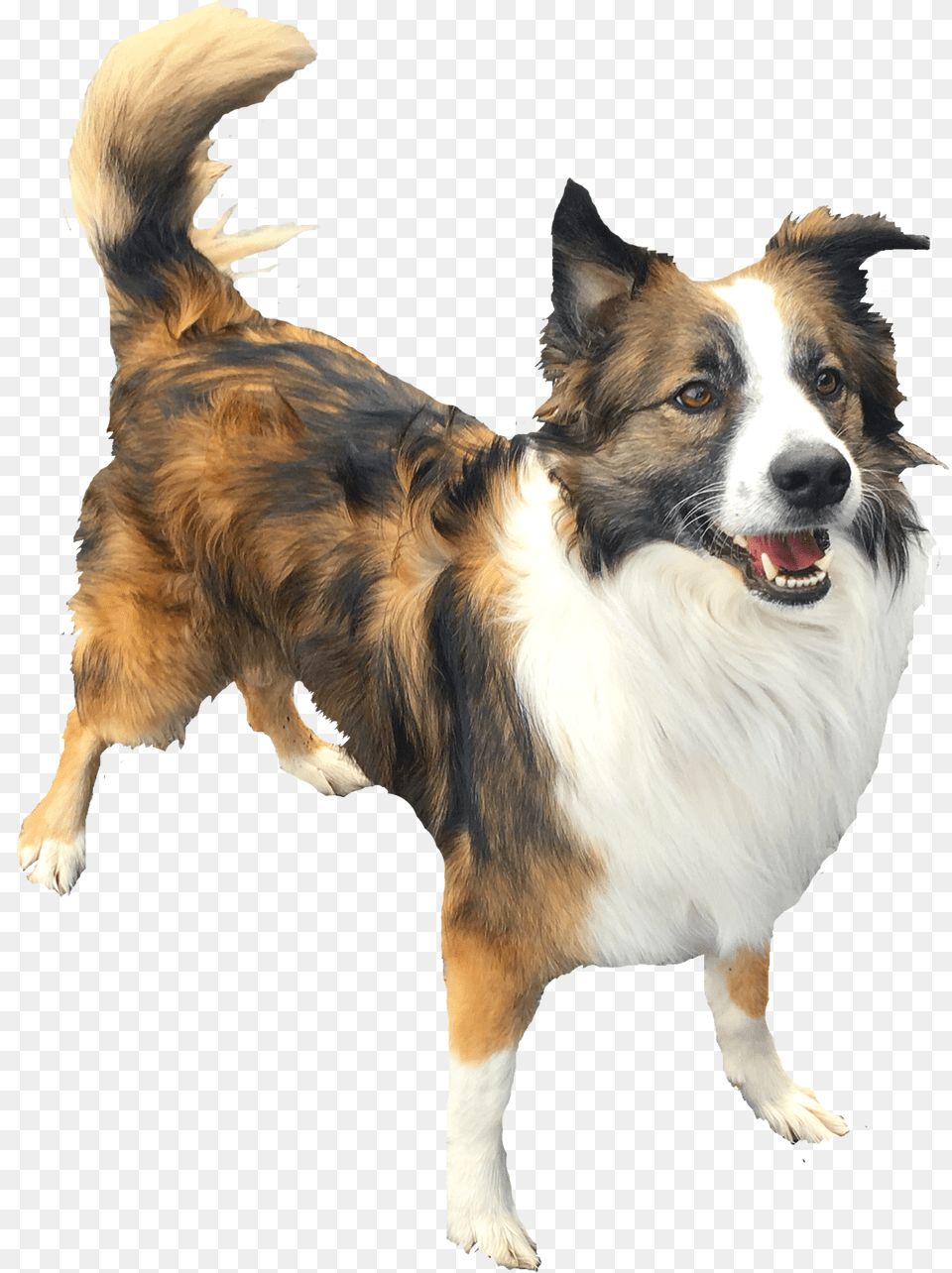 Contact Us Dog Catches Something, Animal, Canine, Collie, Mammal Free Png Download