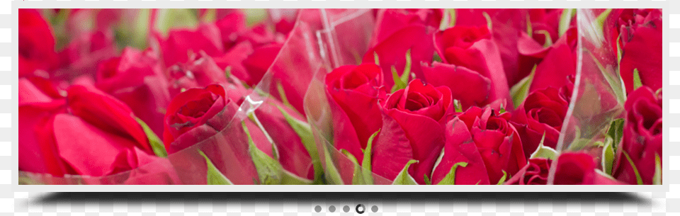 Contact Us Garden Roses, Flower, Petal, Plant, Rose Free Png Download
