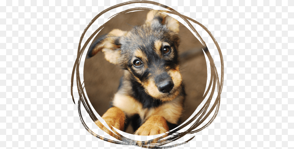Contact Us U2014 Threestarswine Attention Dog, Animal, Canine, Mammal, Pet Free Png