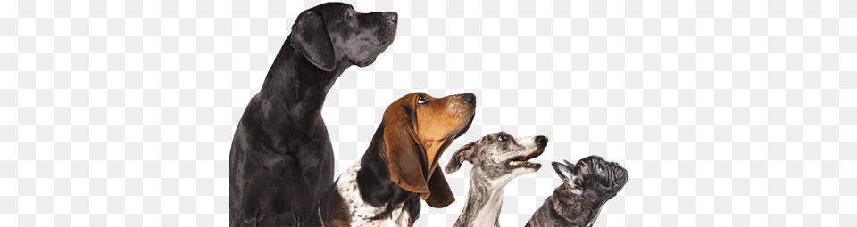 Contact Vet Dogs Stock, Animal, Canine, Dog, Hound Free Png Download