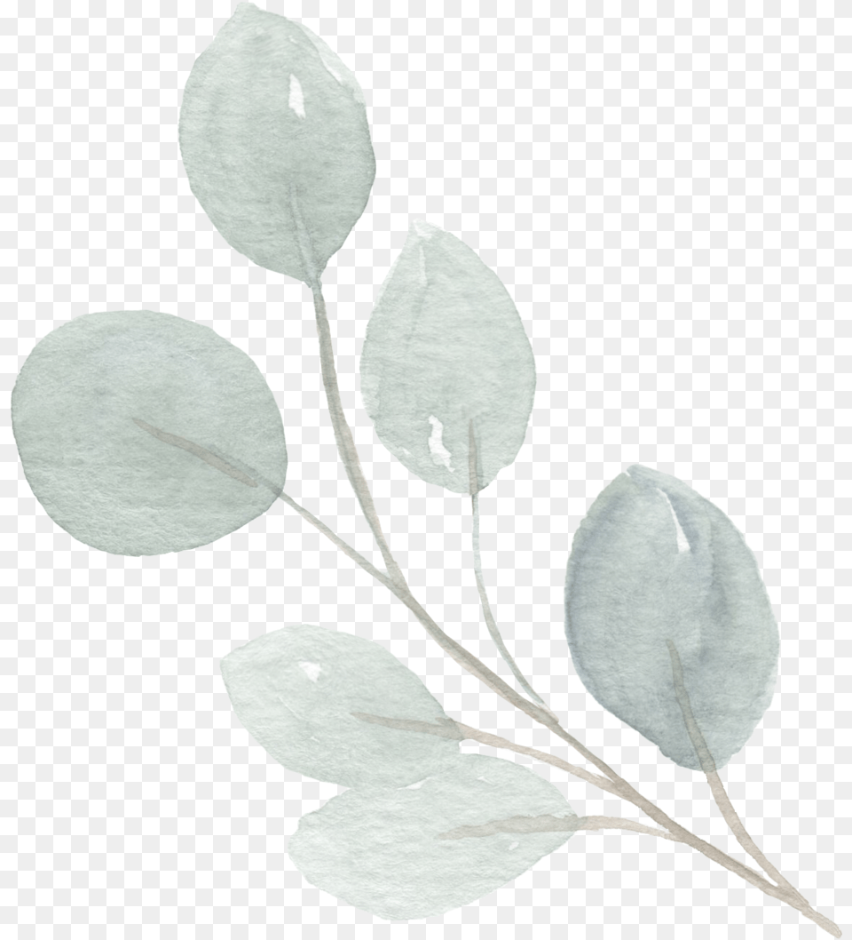 Contact Wildberry Floral Twig, Leaf, Plant, Flower, Annonaceae Png