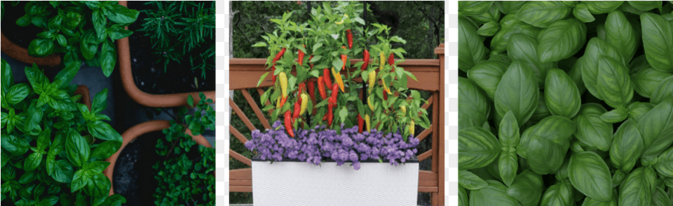 Container Gardening Cherry Tomatoes, Outdoors, Plant, Nature, Potted Plant Png