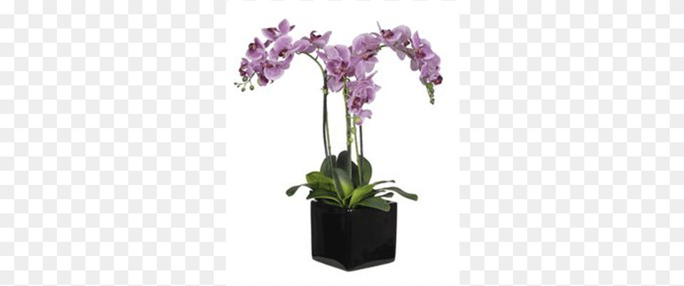 Containers Orchids, Flower, Flower Arrangement, Orchid, Plant Free Png Download