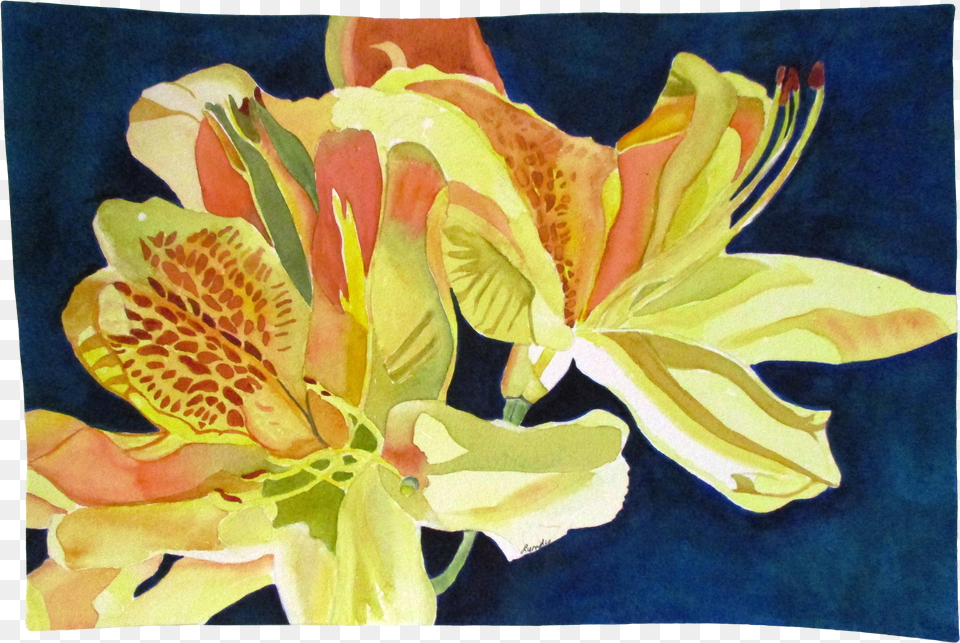 Contemporary Day Lillies Watercolor On Paper Painting Free Transparent Png