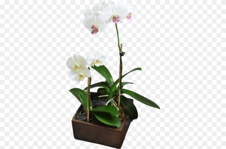 Contemporary Orchid Planter, Flower, Flower Arrangement, Plant Png