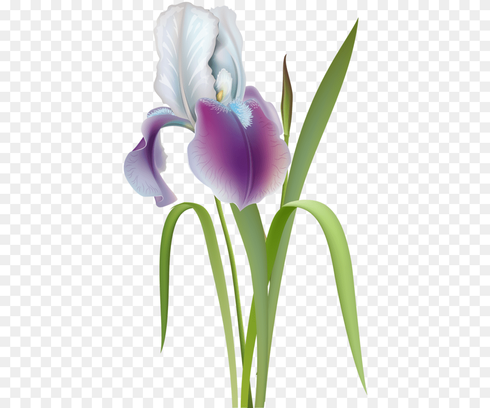 Content Irises, Flower, Iris, Plant, Petal Png