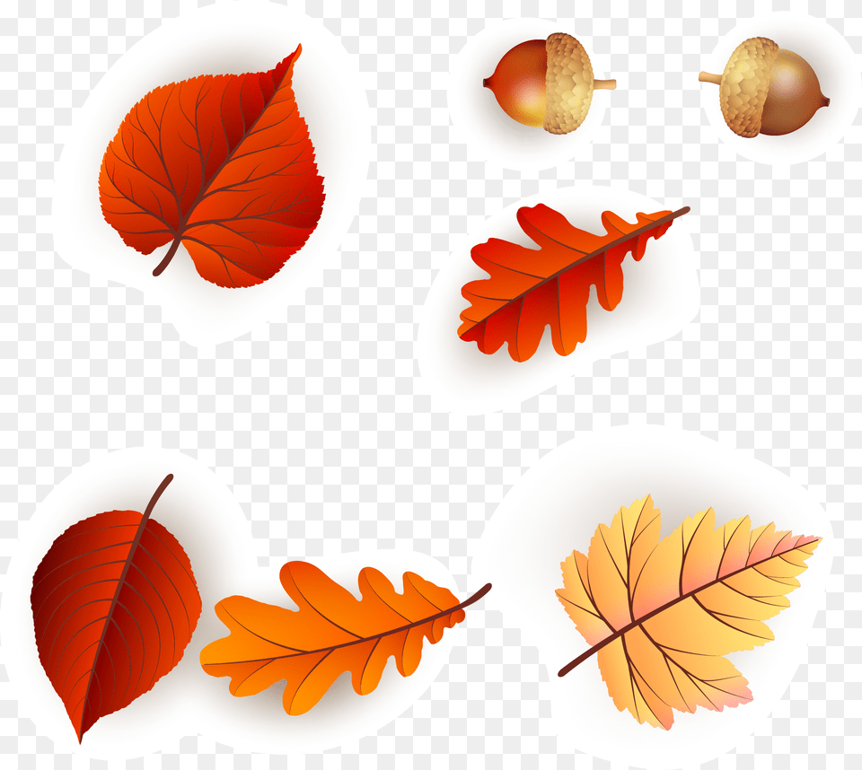 Continental Colorful Fresh Maple Leaf Pattern Vector Autumn, Food, Nut, Plant, Produce Free Transparent Png