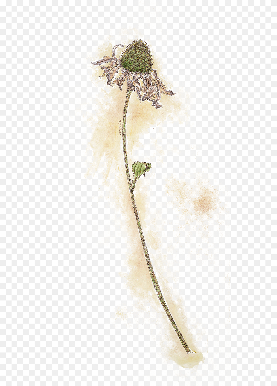 Continue Perusing Portable Network Graphics, Flower, Plant Png