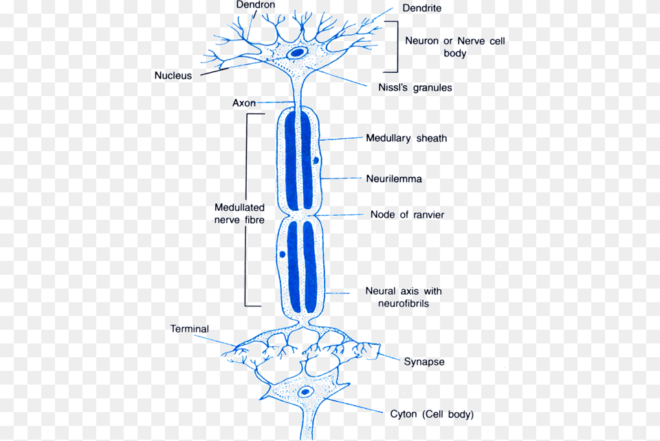 Control And Coordination Happens At The Synapse Between Two Neurons, Chart, Plot, Plant, Vegetation Png Image