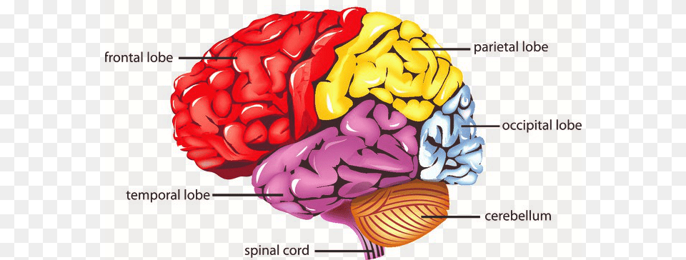 Control Brain Through Breath In Fibromyalgia Brain And Its Parts Png