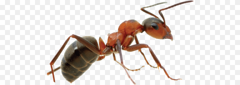 Control De Plagas Hormiga En, Animal, Ant, Insect, Invertebrate Png