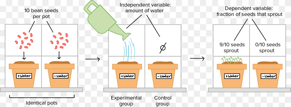 Control In Scientific Method, Chart, Plot, Plant, Potted Plant Png