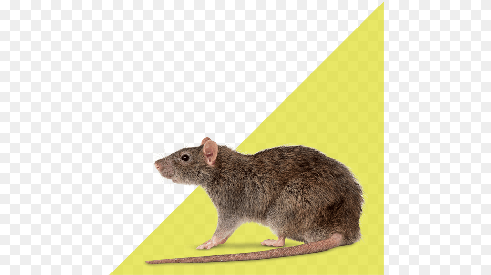 Control Of Rat Plagues Rattus Norvegicus, Animal, Mammal, Rodent Free Png Download