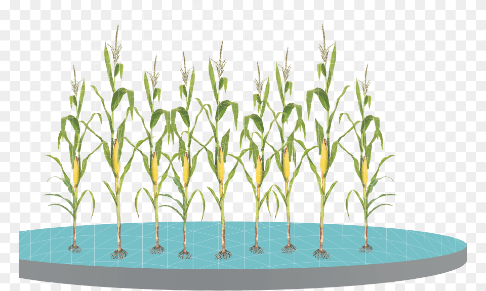 Control Weeds With Glyphosate Applications Grass Grass, Plant, Potted Plant, Garden, Nature Png Image