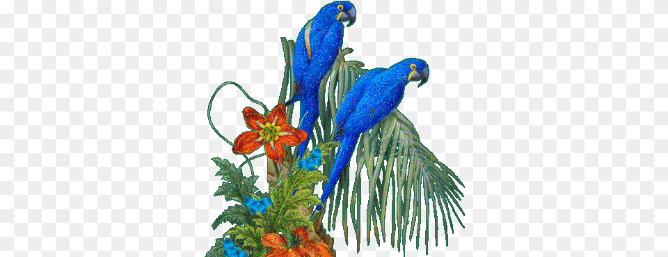 Conversation U2013, Animal, Bird, Parrot, Macaw Free Transparent Png