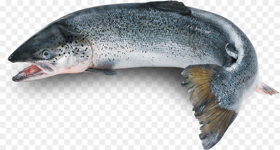 Cooked Fish Silo Fish, Animal, Sea Life, Coho Png