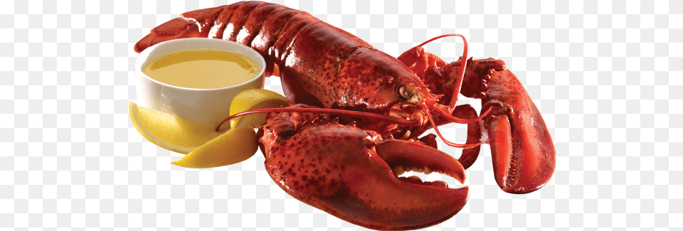Cooked Lobster, Animal, Food, Invertebrate, Sea Life Free Png