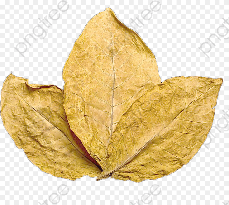 Cooked Product Transparent Image Tobacco Leaf, Plant, Tree Free Png Download
