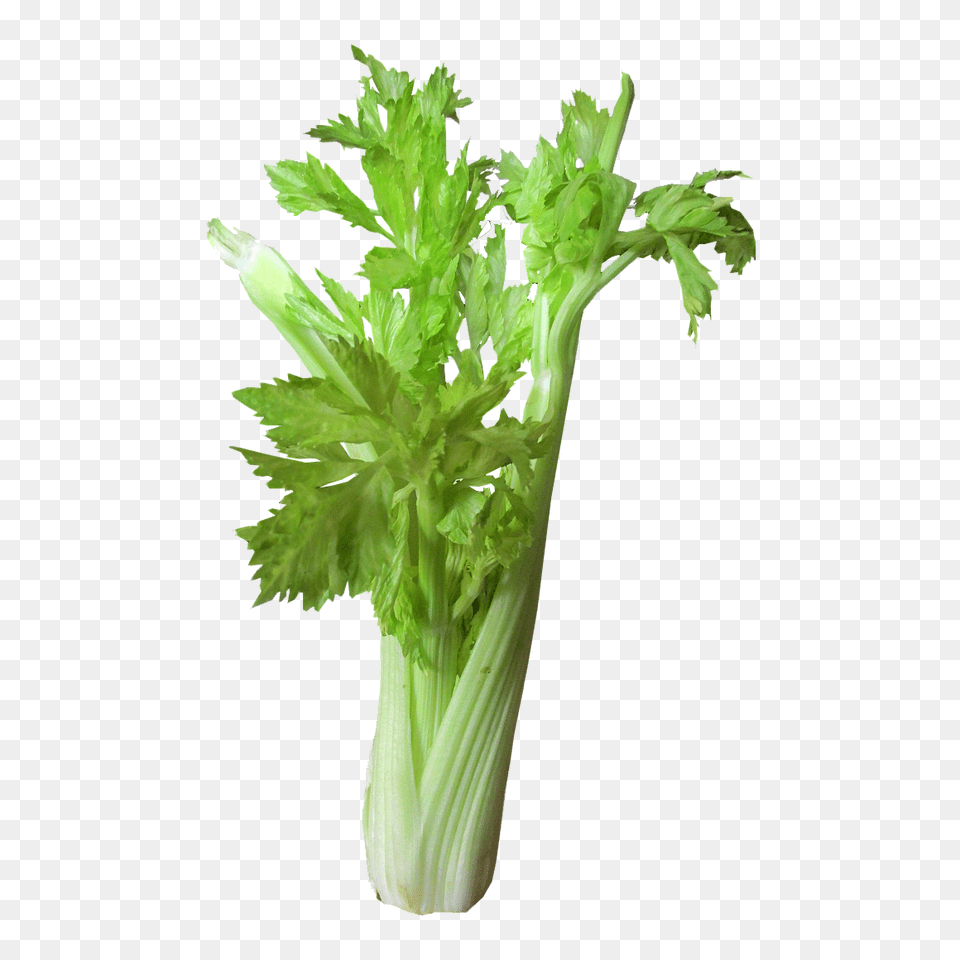 Cookfiction, Herbs, Plant, Parsley Png