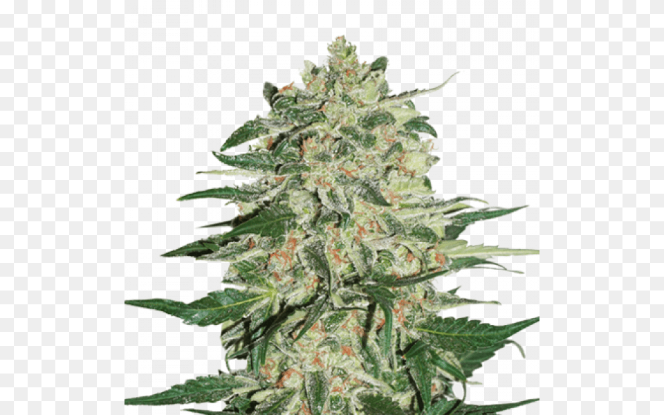 Cookies Kush, Grass, Plant, Weed, Hemp Free Transparent Png