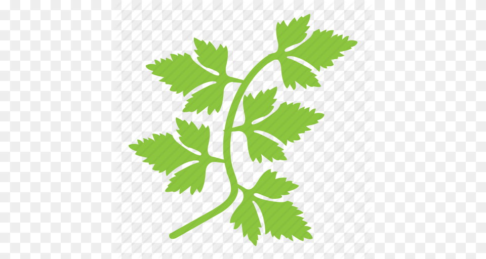 Cooking Ingredient Coriander Coriander Leaves Green Coriander, Herbs, Parsley, Plant Png Image