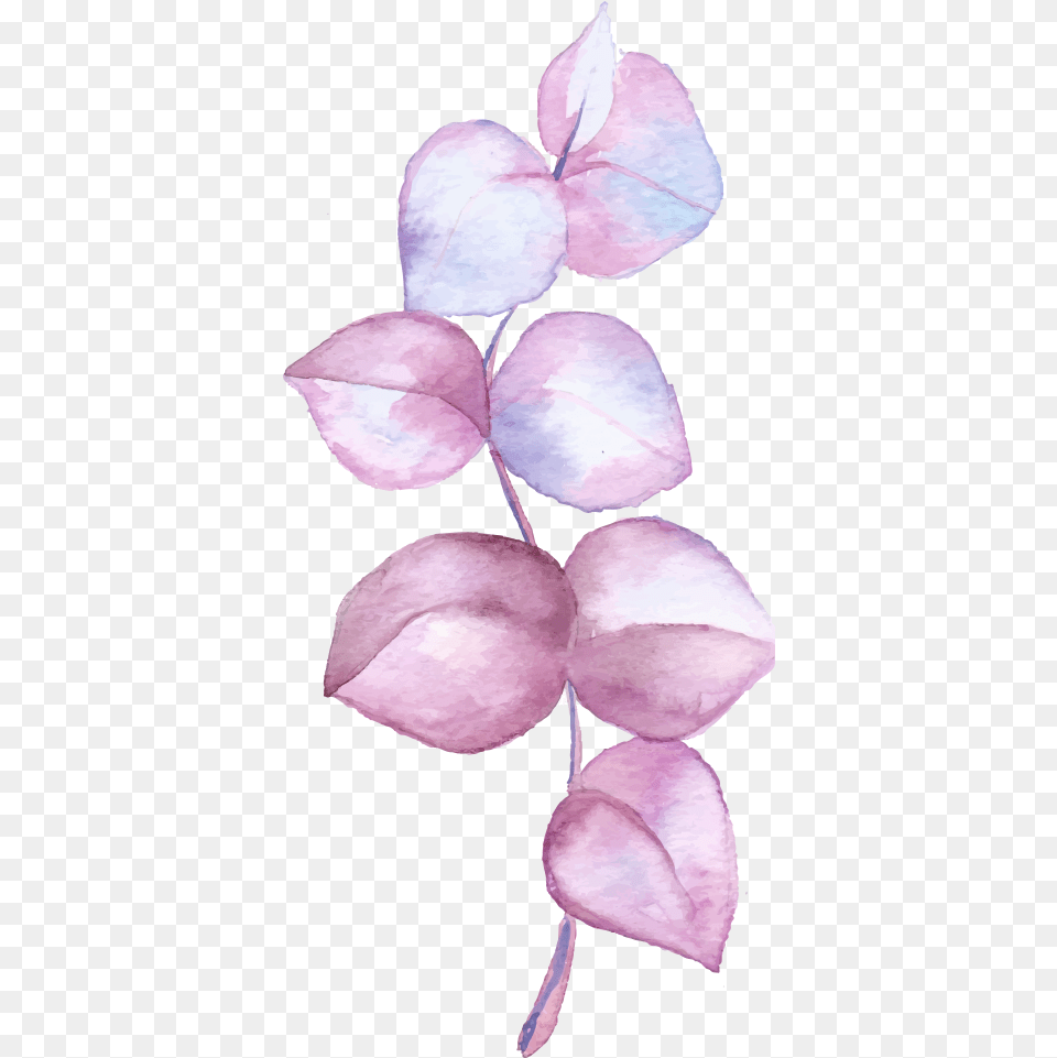 Cooktown Orchid, Flower, Leaf, Petal, Plant Free Png Download